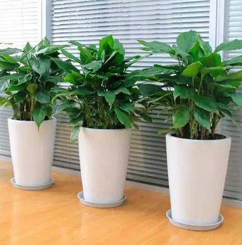 ֲLˮWϲÔ[ֲ쿴қ_ɷ˛]